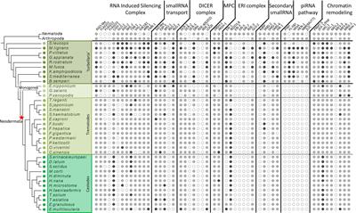 Lost and Found: Piwi and Argonaute Pathways in Flatworms